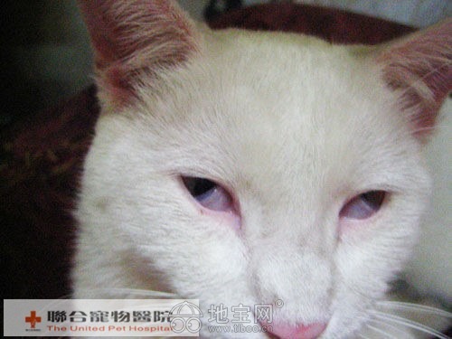 联合宠物医院     猫 第三眼睑(瞬膜)突出|宠物聊