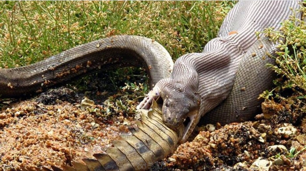 场面震撼惨烈!澳洲摄影师抓拍蛇吞鳄鱼|夜生活